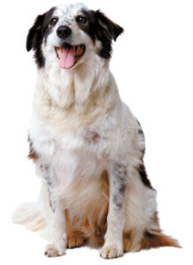 Pet Corner Image